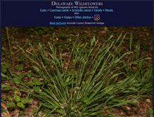 Tablet Screenshot of delawarewildflowers.org